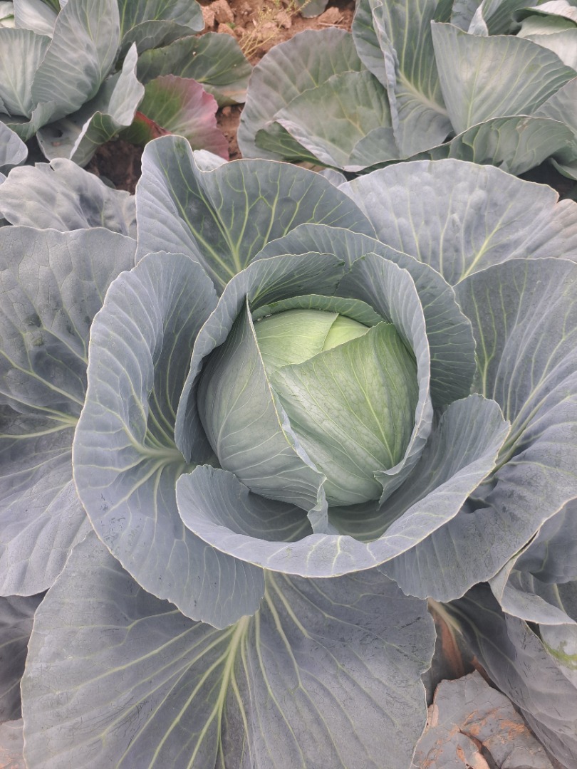I am selling white and red cabbage