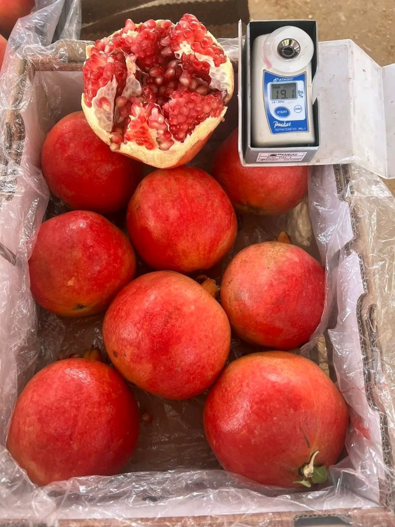 Product Details: Origin: Egypt Variety: Fresh Wonderful Pomegranate Calibre: Available in multiple sizes (including Calibre 2 – medium size) 8.9.10.11.12