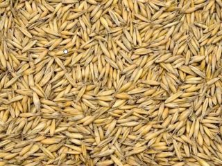 I am selling organic oats. I have a valid