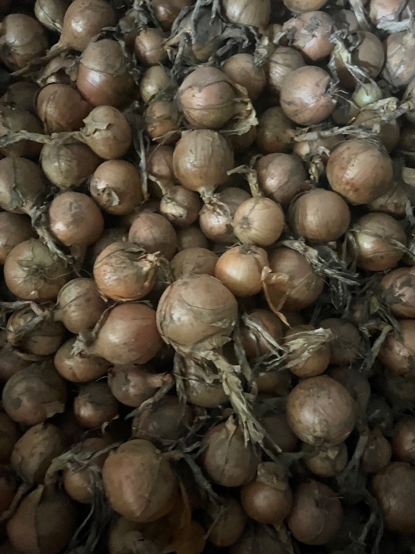 I will sell onions in various packages and different calibrations 50mm-120mm more information by phone