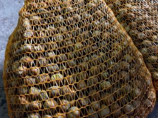Hello, I have fresh hazelnuts for sale this year.