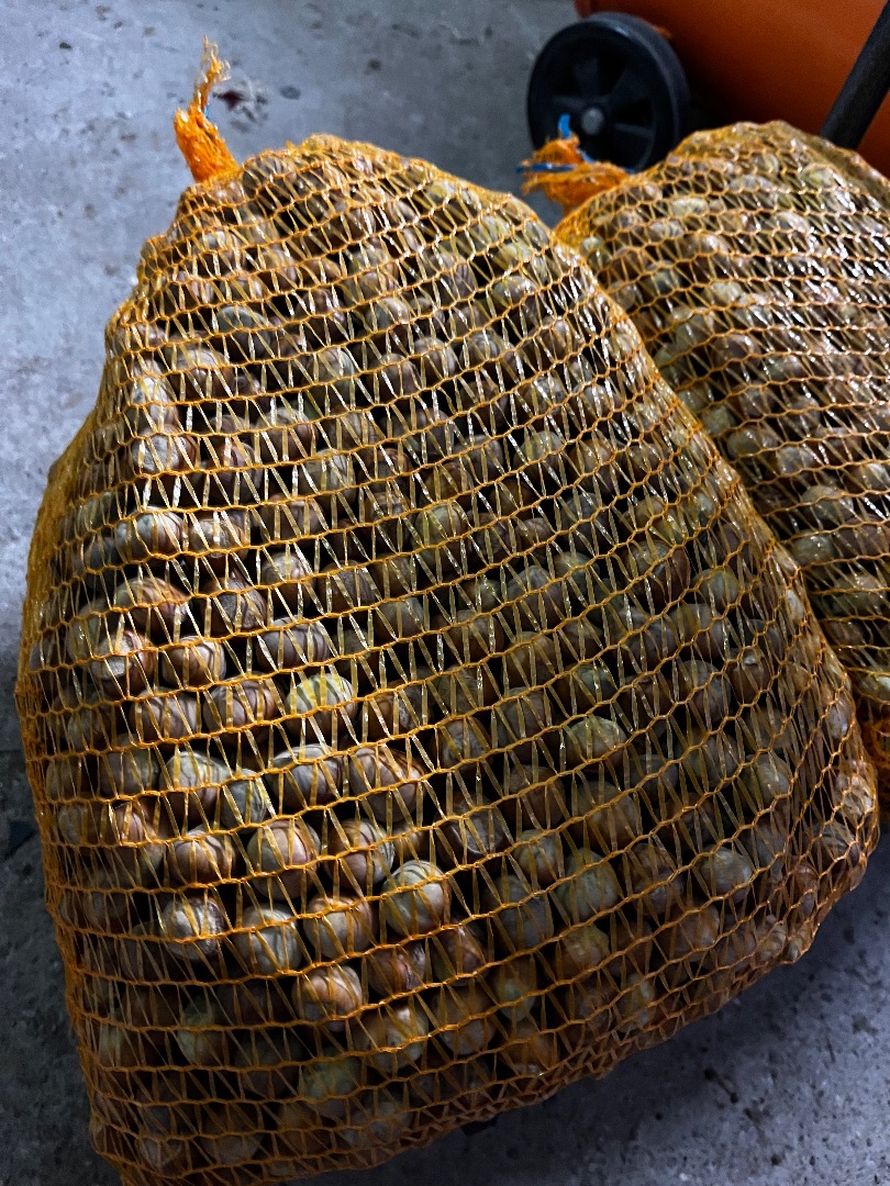Hello, I have fresh hazelnuts for sale this year