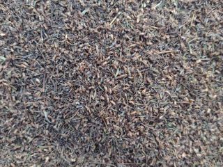 Hello, I have about 2 tons of thyme threshing,
