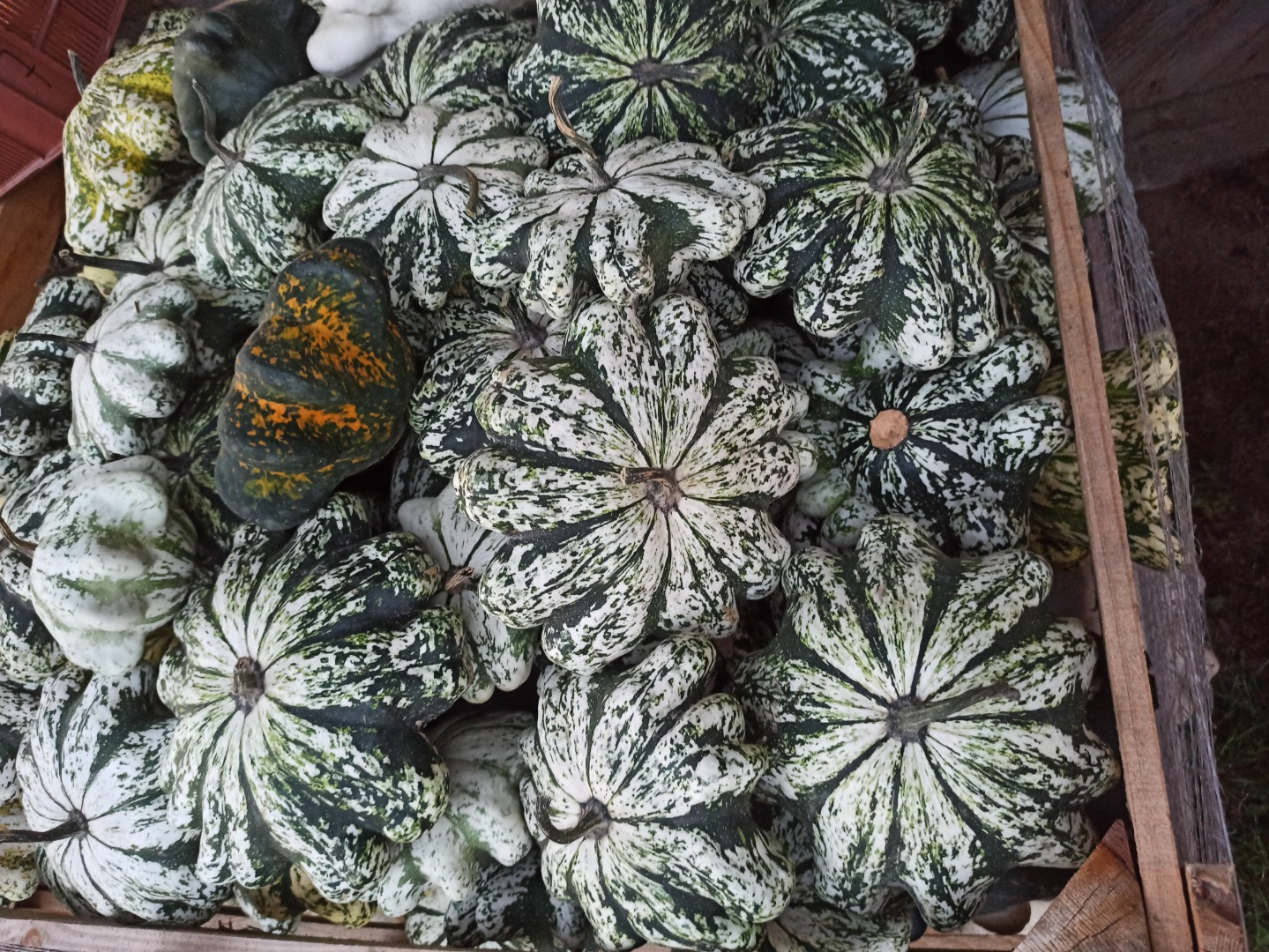 I'm selling large quantities of ornamental pumpkins