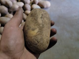Hello, I have Queen Anna potatoes for sale from