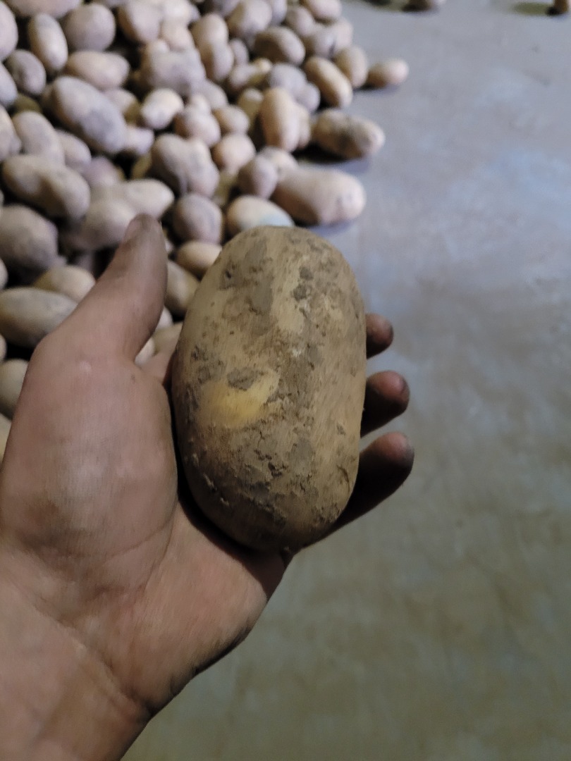 Hello, I have Queen Anna potatoes for sale from my own farm