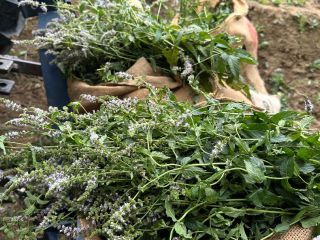 Certified organic peppermint herb