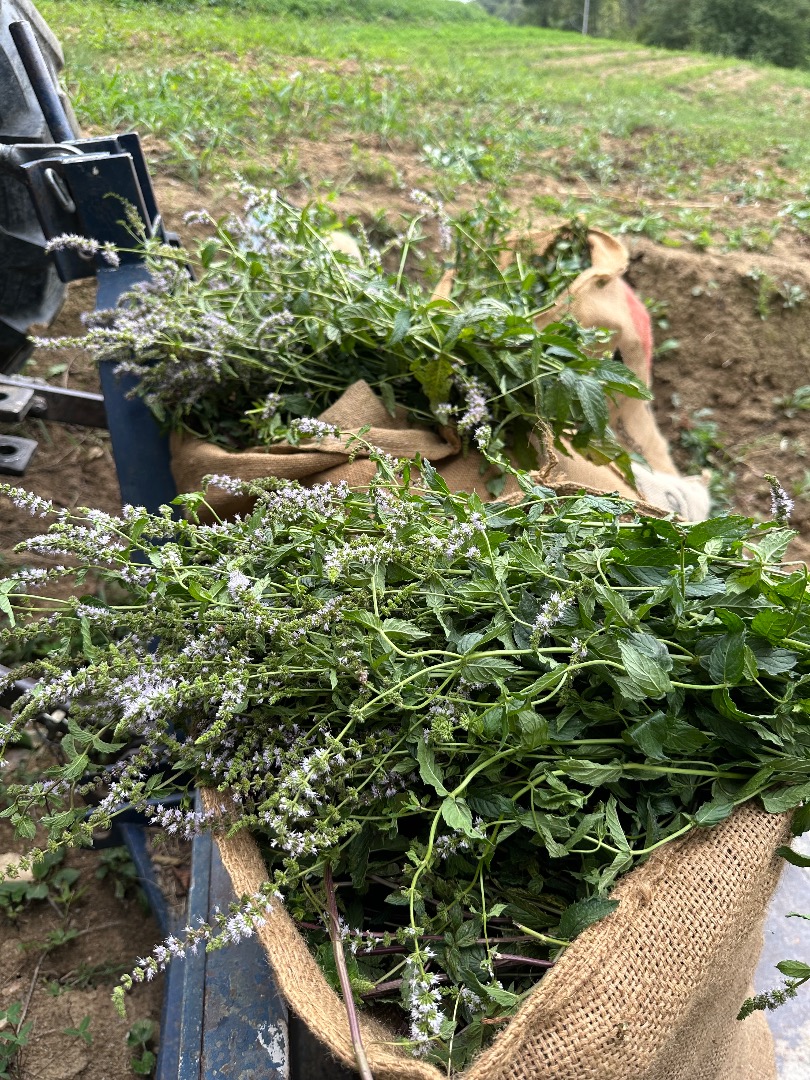 Certified organic peppermint herb