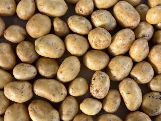 Grower is offering high quality, Potatos - Soraya (also