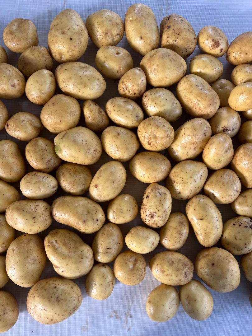 Grower is offering high quality, Potatos - Soraya (also other varieties available at later time)