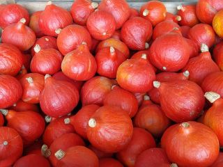 I have approximately 100 tons of Hokkaido pumpkins for