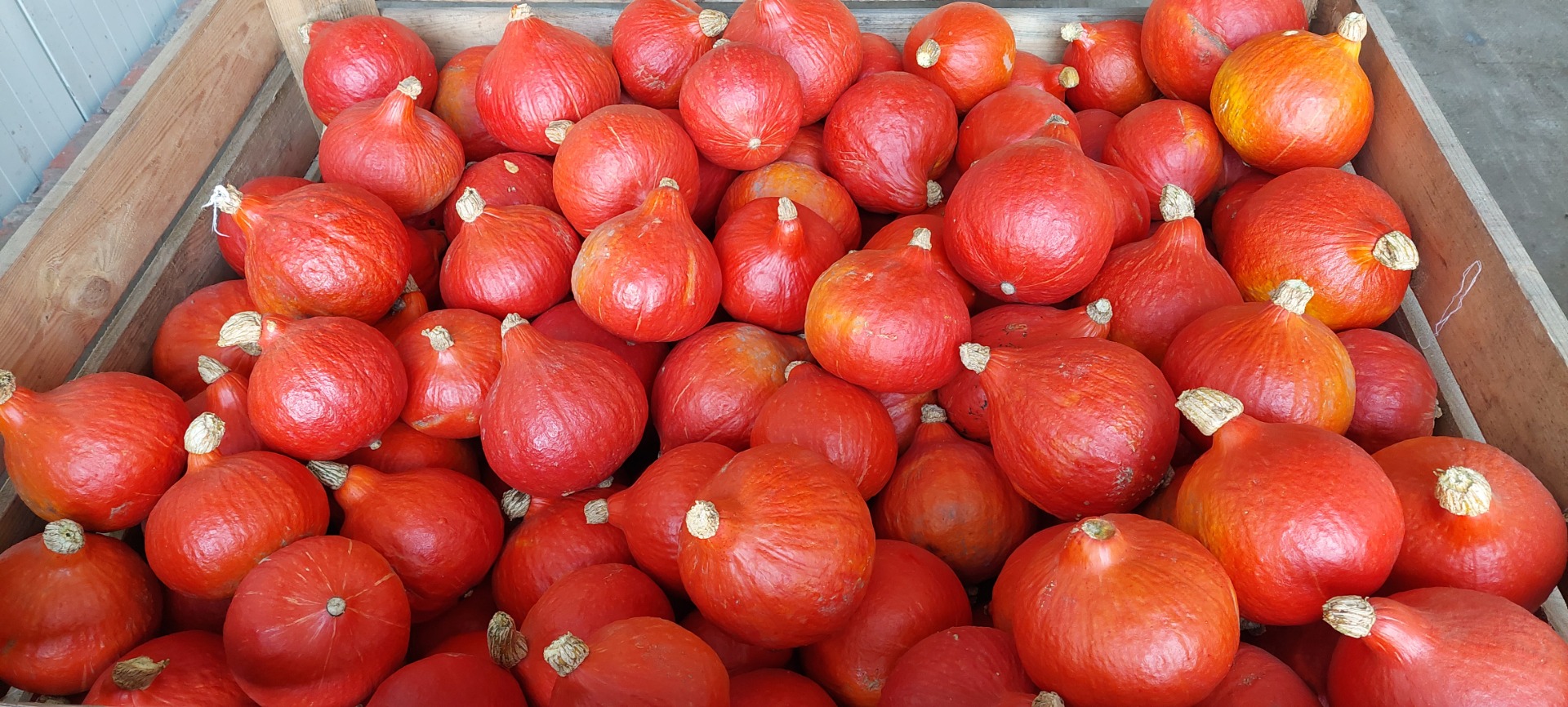 I have approximately 100 tons of Hokkaido pumpkins for sale