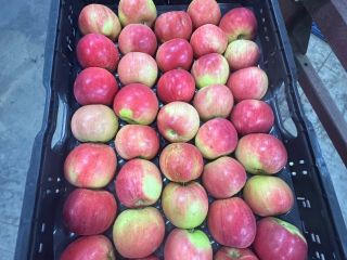 export to all of Europe, excellent quality, everything is