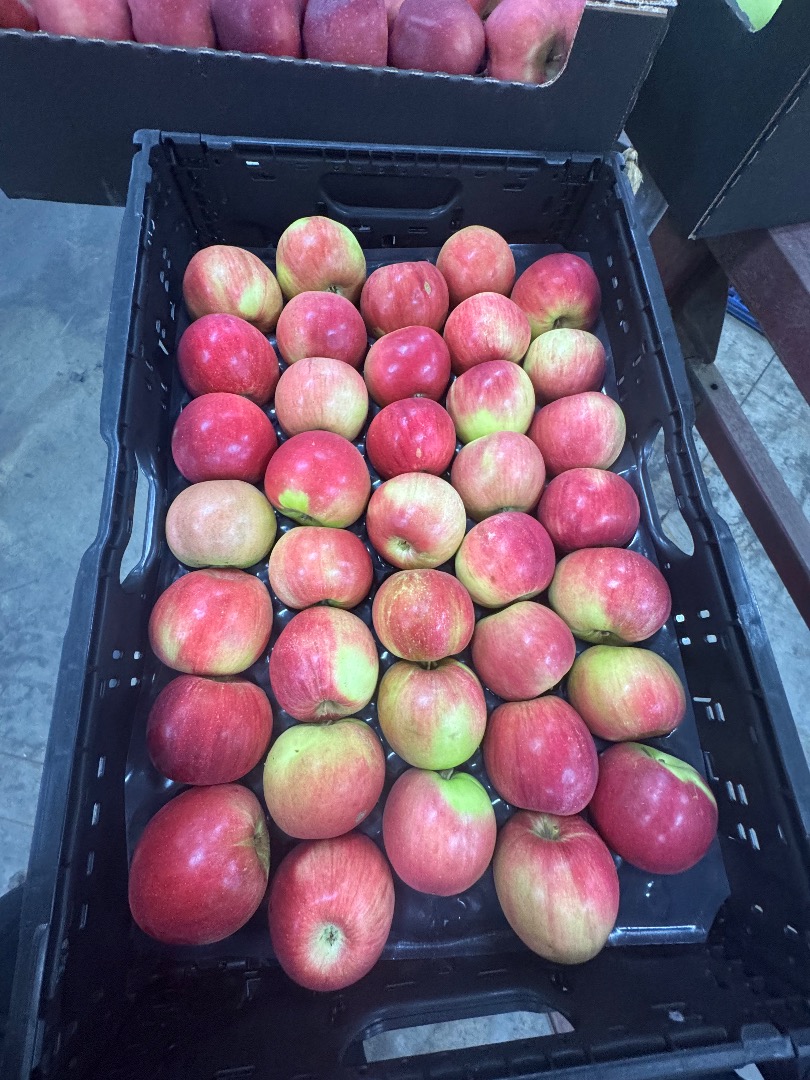 export to all of Europe, excellent quality, everything is negotiable