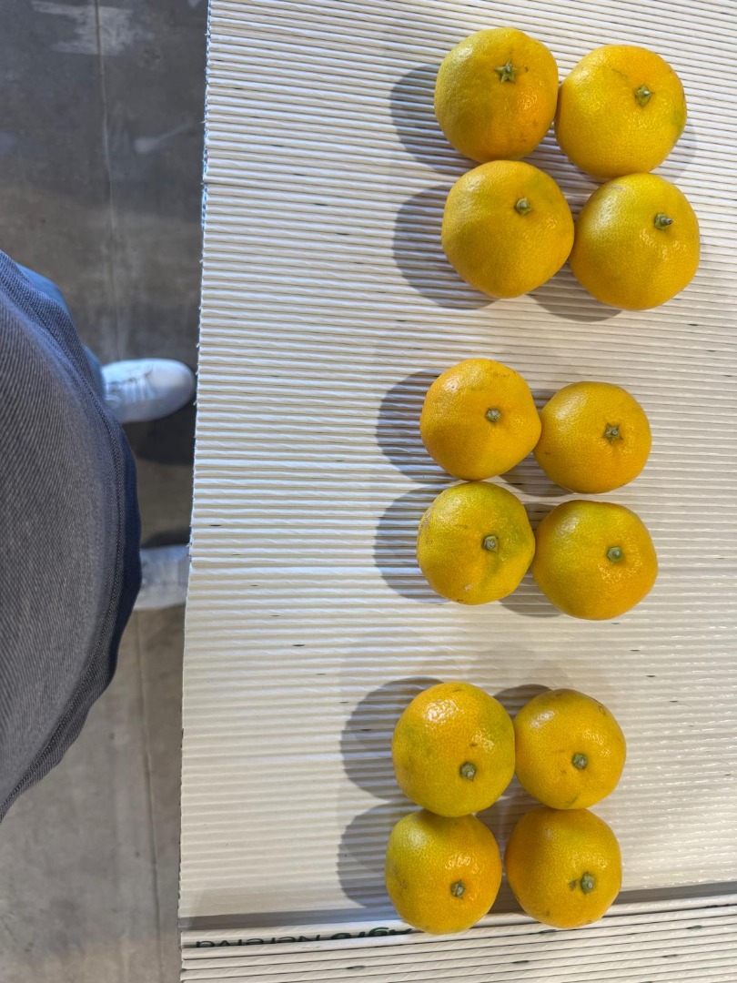 Croatia mandarins Dolina Neretve