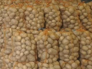 Hello, I'm selling large Colomba potatoes (over 5.5 cm).