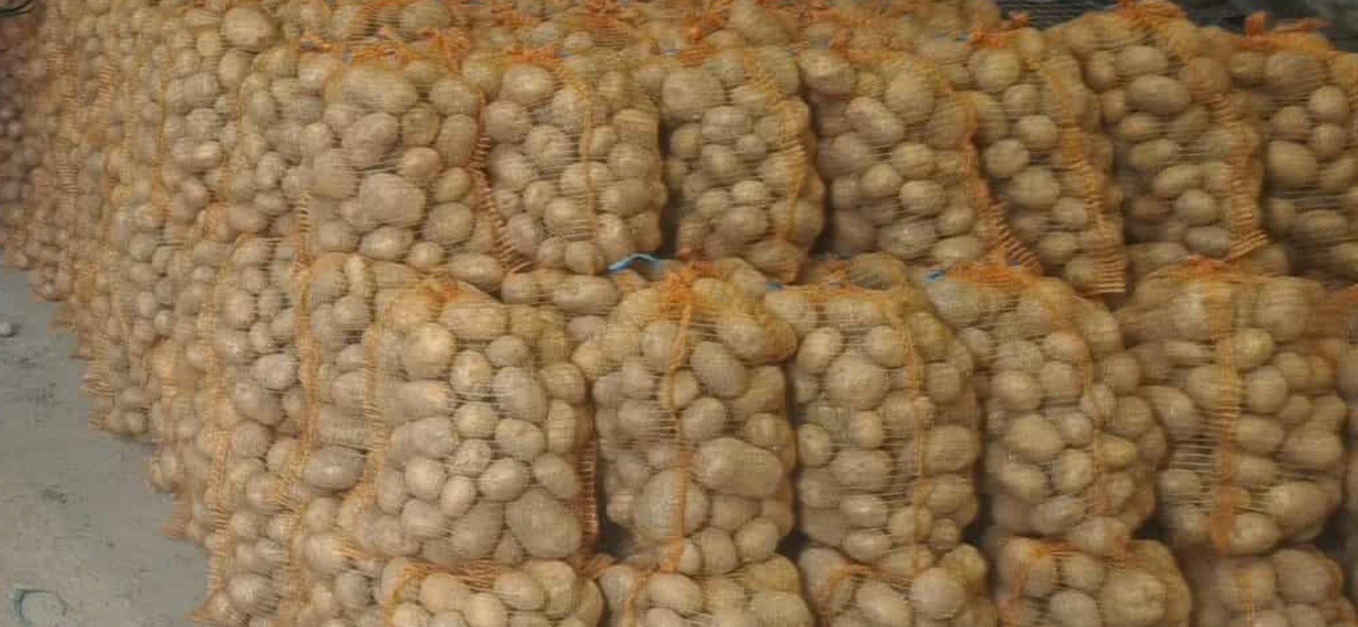Hello, I'm selling large Colomba potatoes (over 5.5 cm)