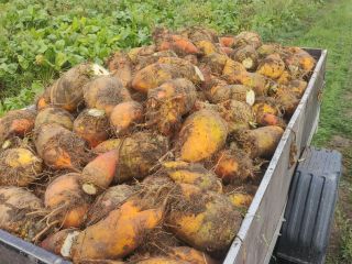 I'm selling fodder beets, Solidar bis variety. Good for