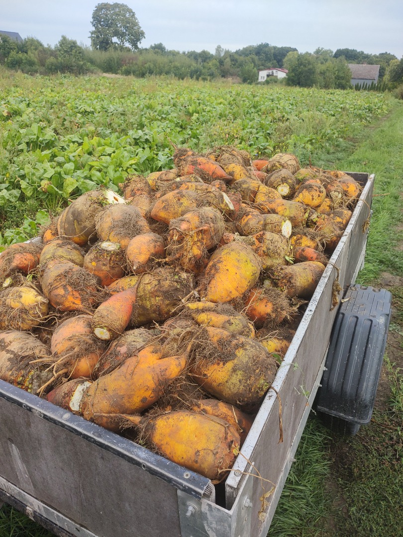 I'm selling fodder beets, Solidar bis variety