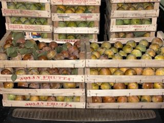 production of soft organic sweet persimmons