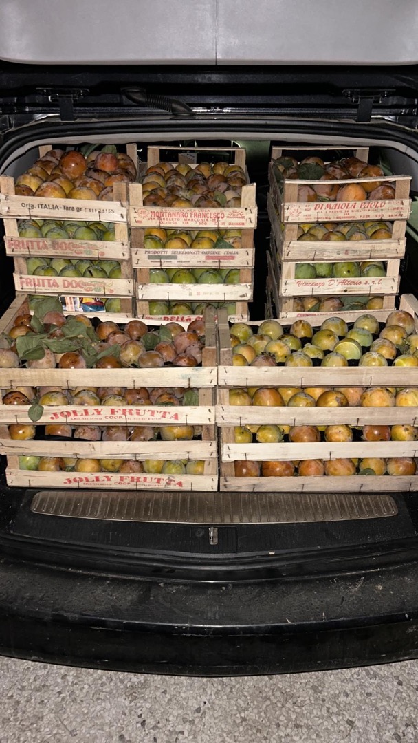 production of soft organic sweet persimmons