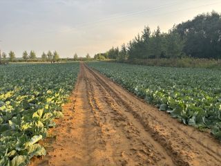 I am offering a large quantity of cabbage for