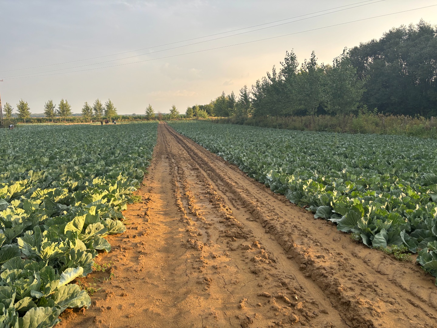 I am offering a large quantity of cabbage for sale