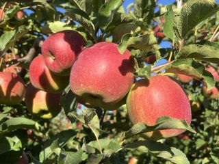 I'm selling apples in the buyer's own box pallets