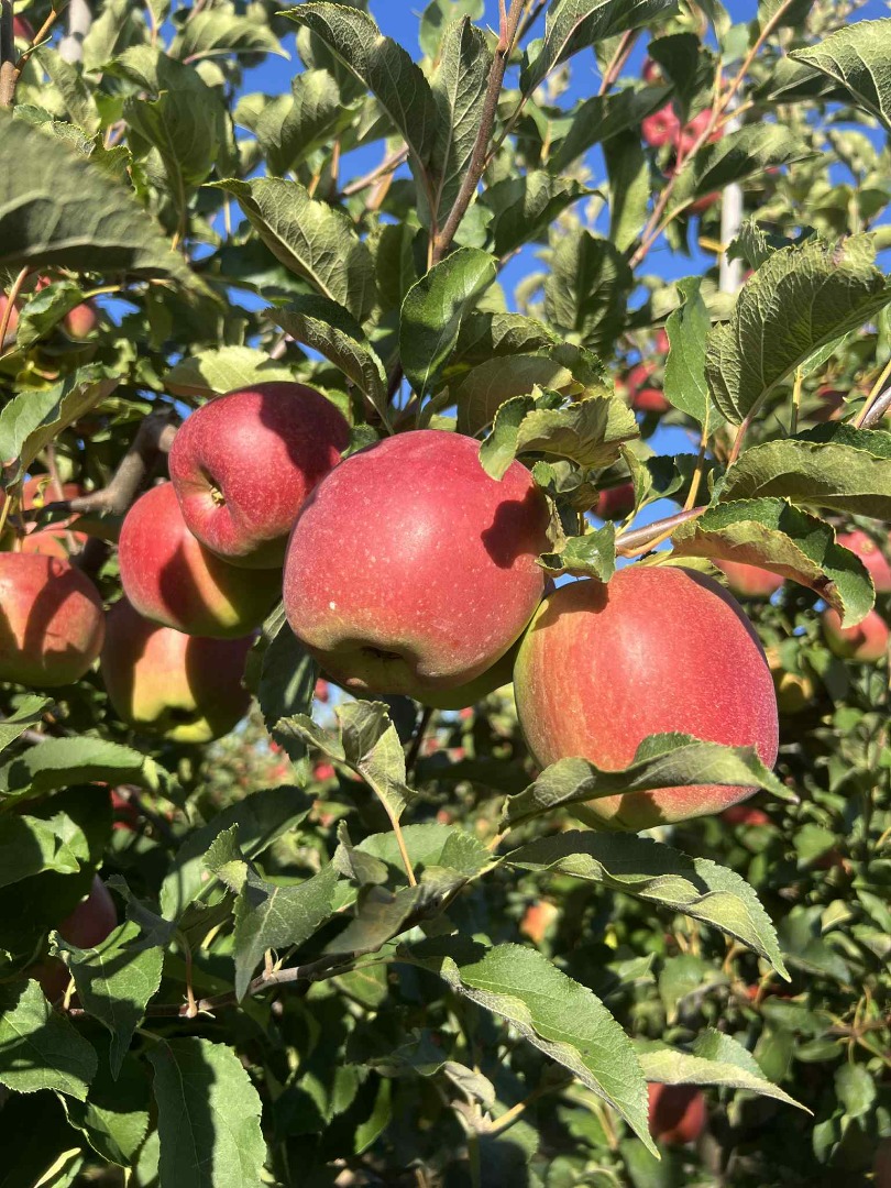 I'm selling apples in the buyer's own box pallets or in my own