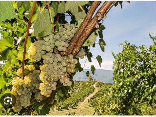 I'm selling Fiano di Avellino grapes.