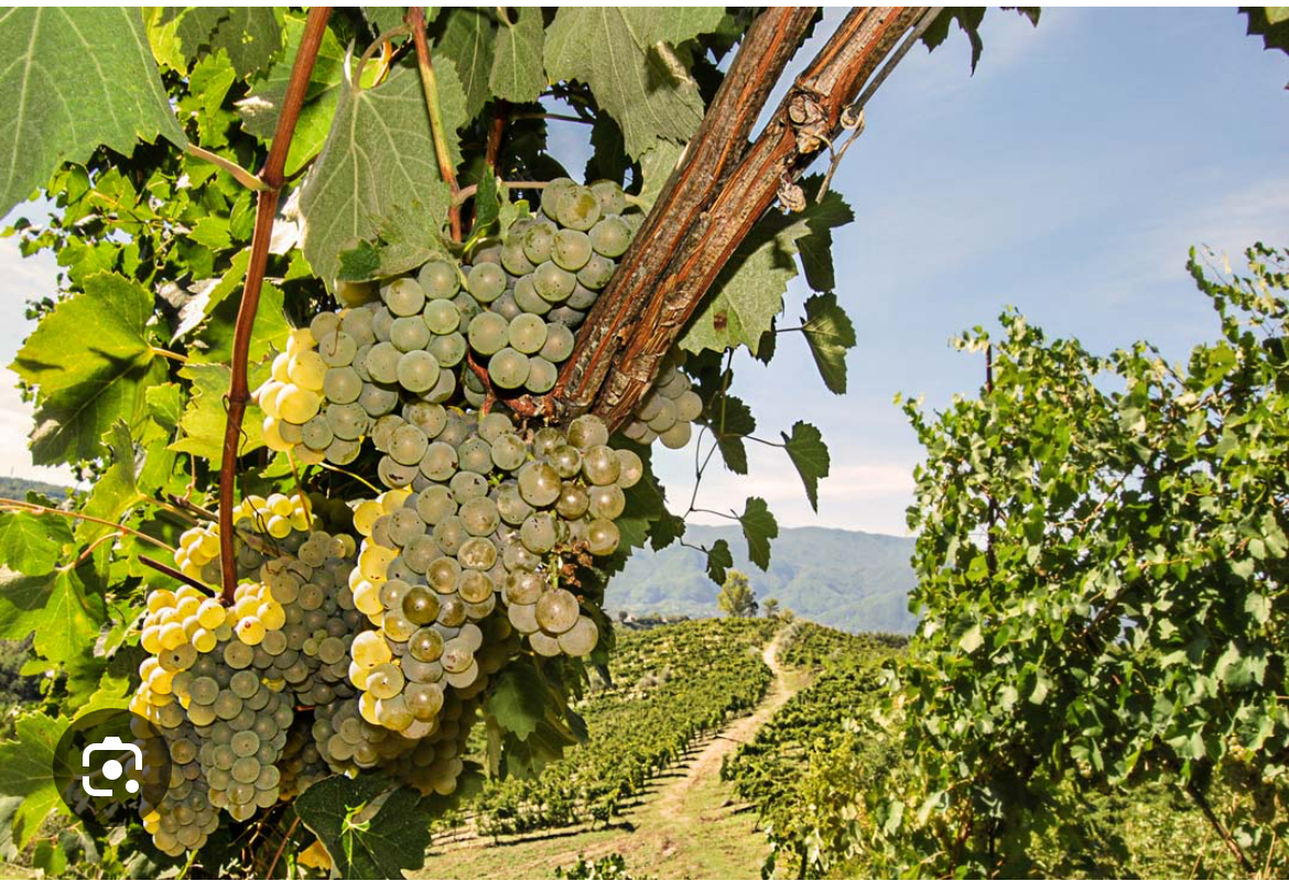 I'm selling Fiano di Avellino grapes