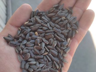 Black sunflower seeds * 97-98% purity * 2.5g/kg for