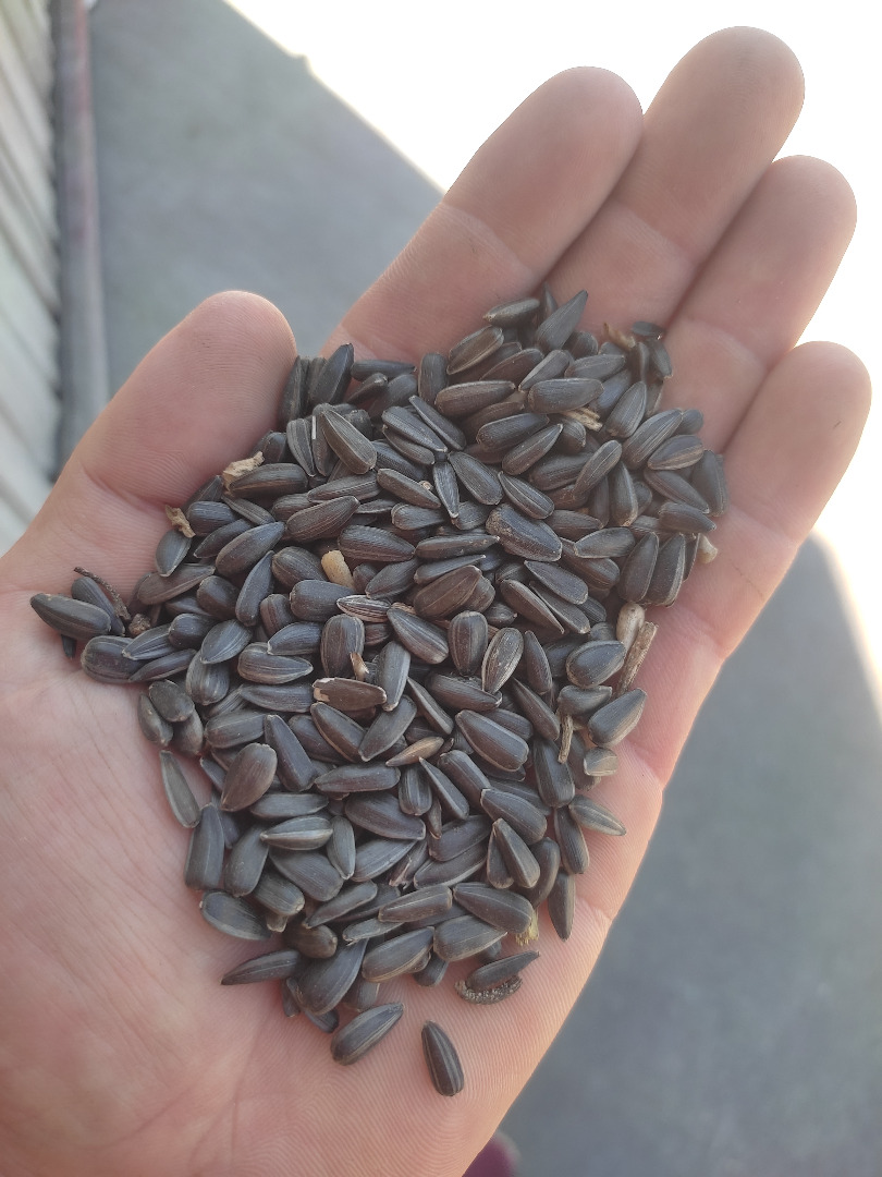 Black sunflower seeds * 97-98% purity * 2.5g/kg for purchases of at least 1000kg big bags, packed in 0.20g bags per kg * Smaller quantities price negotiable