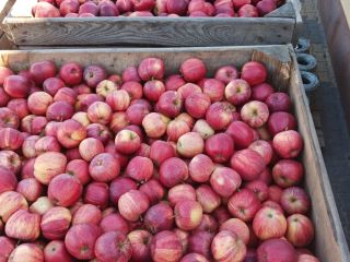 I'm selling 9 tons of striped Gala apples, starting