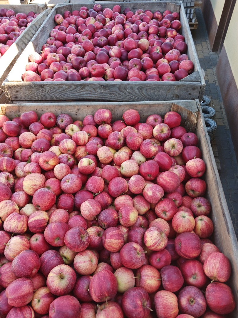 I'm selling 9 tons of striped Gala apples, starting at 6.50 per box weight