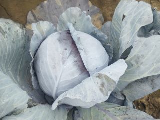 I am a Polish vegetable producer, please contact me,