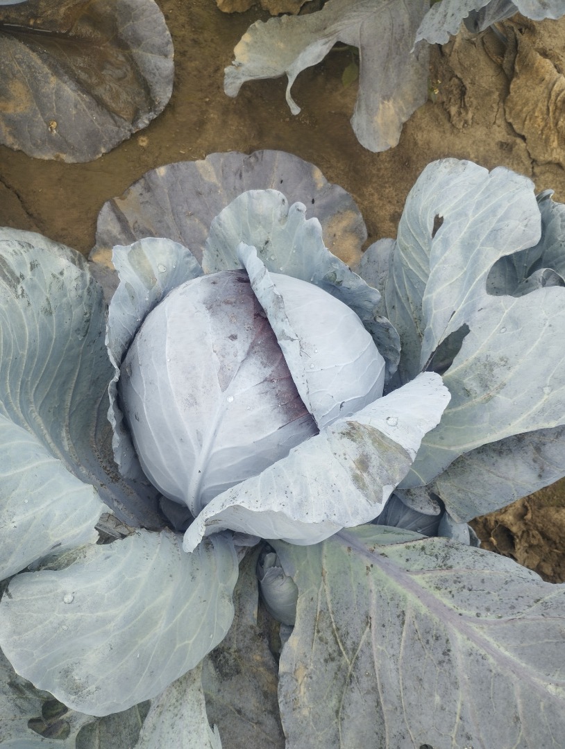 I am a Polish vegetable producer, please contact me, I will establish cooperation with Italian wholesalers
