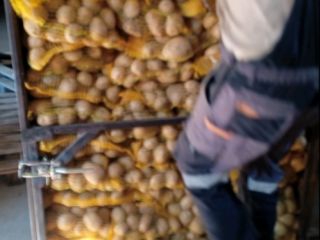 Yellow potatoes for sale in small and large batches.
