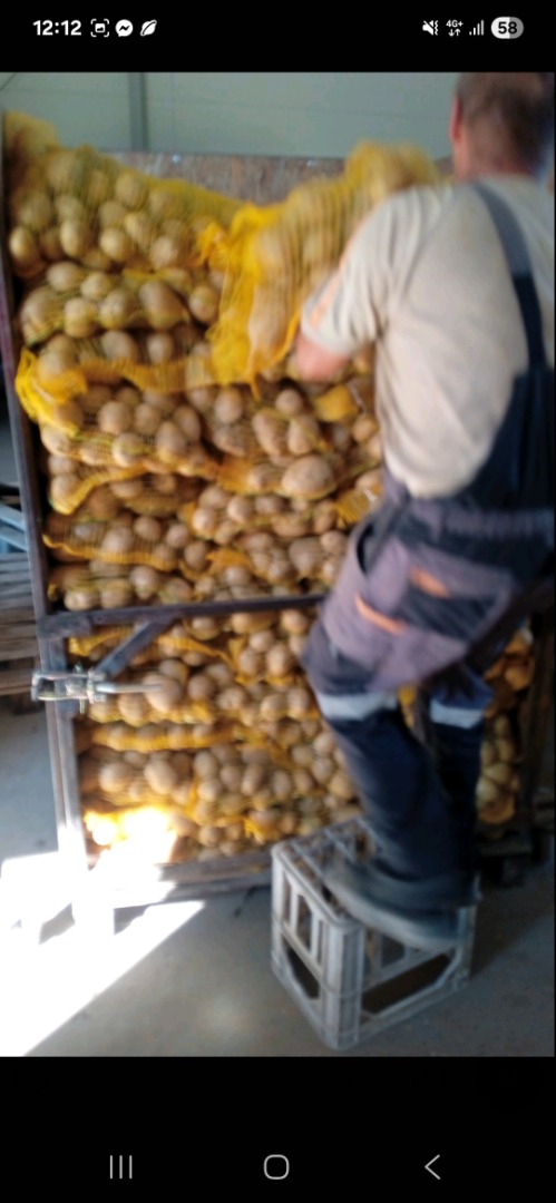 Yellow potatoes for sale in small and large batches