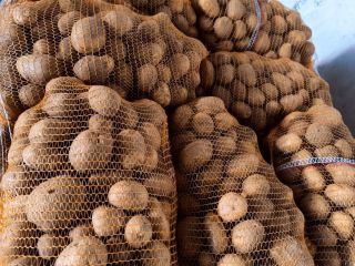 High-quality potato wholesale – export / domestic market. We