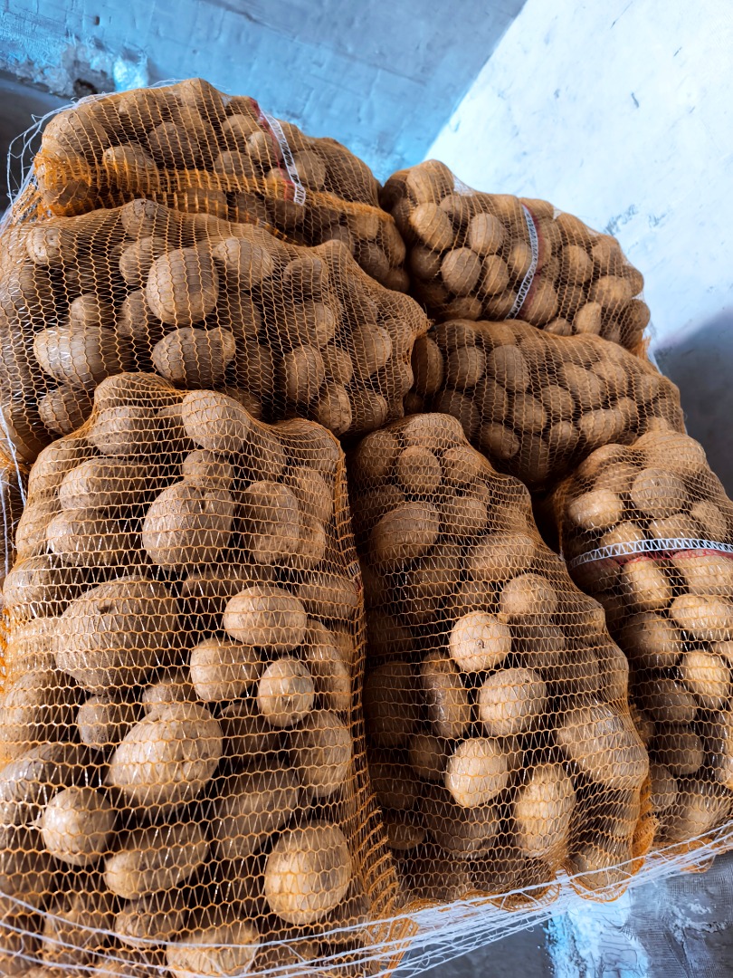 High-quality potato wholesale – export / domestic market