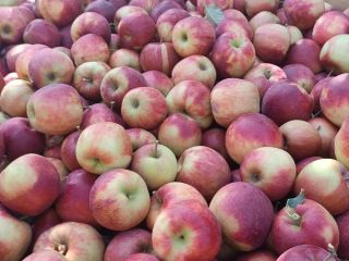 I have a nice, clean Jonaprince apple for sale,