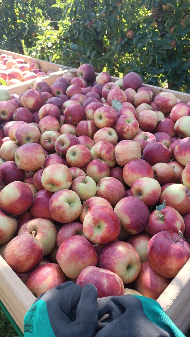 I have a nice, clean Jonaprince apple for sale, no hail, about 150 crates