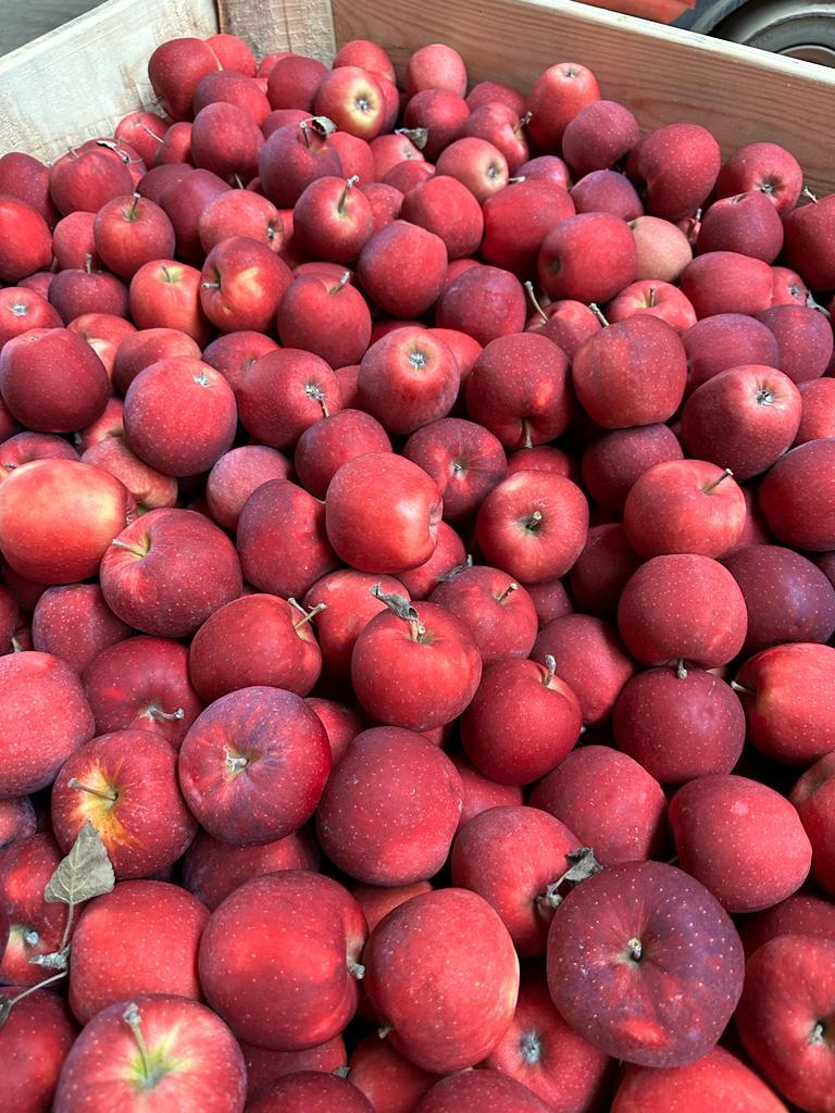 We are trusted suppliers of fresh fruits and vegetables in Poland