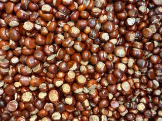 I will sell a large quantity of chestnuts with