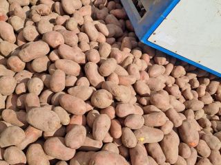 We offer red and yellow potatoes in wholesale sales.
