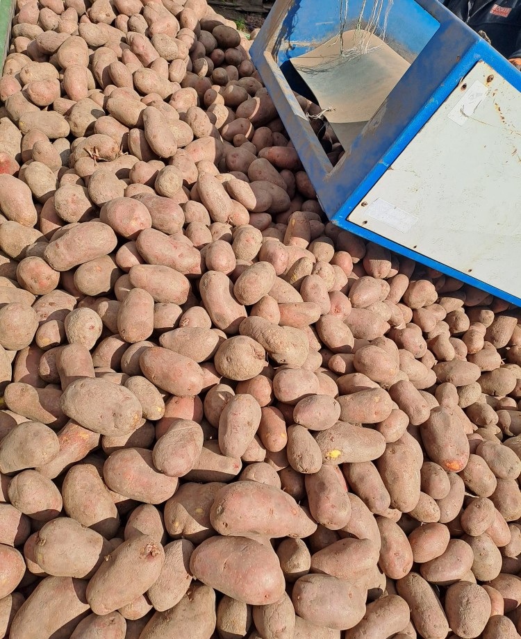 We offer red and yellow potatoes in wholesale sales
