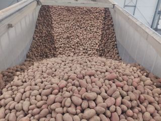 We offer red and yellow potatoes in wholesale sales.
