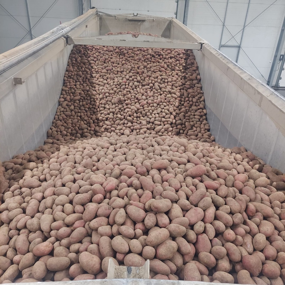 We offer red and yellow potatoes in wholesale sales