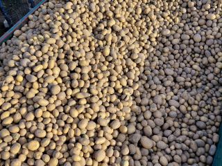 I have potatoes of the Retsonia and Soraja varieties
